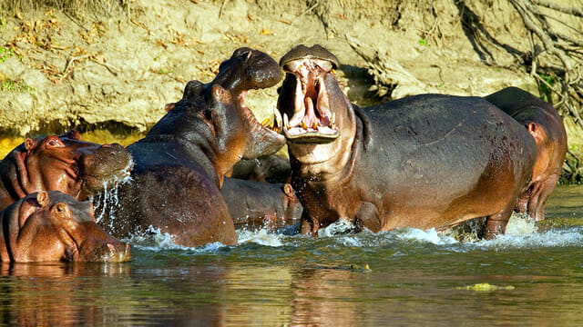 top-animais-mais-matam-humanos_6-hipopotamo