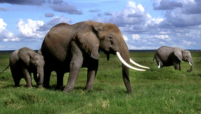 top-animais-mais-matam-humanos_8-elefantes