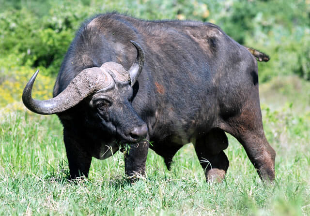 top-animais-mais-matam-humanos_9-bufalo-africano