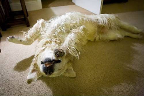 25 Imagens de cães que representam como você está se sentindo nesta segunda-feira