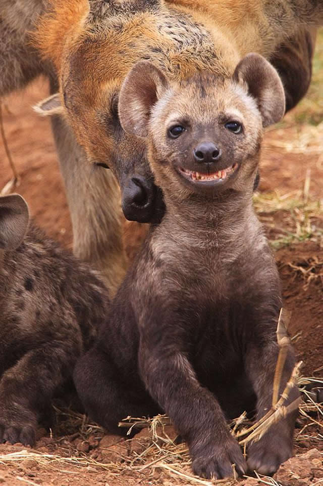 Estes 31 animais super felizes vão fazer você sorrir