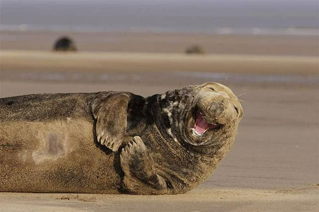 Estes 31 animais super felizes vão fazer você sorrir