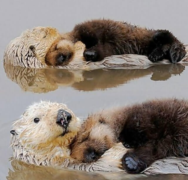 25 Imagens fofas de animais que usam seus amigos como travesseiros