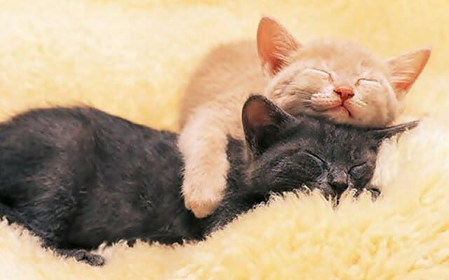 25 Imagens fofas de animais que usam seus amigos como travesseiros