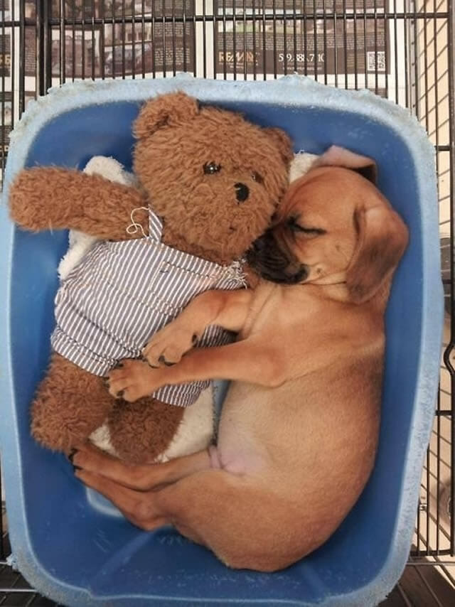20 Fotos adoráveis de cães dormindo com seus bichos de pelúcia