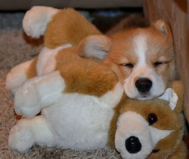 20 Fotos adoráveis de cães dormindo com seus bichos de pelúcia