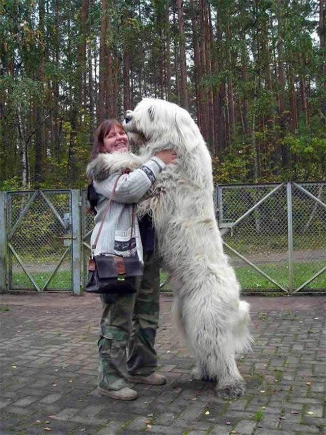 17 Cães incrivelmente grandes que pensam que são pequenininhos