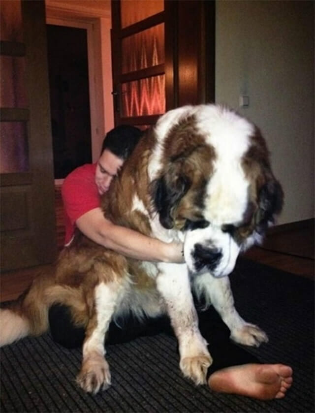 17 Cães incrivelmente grandes que pensam que são pequenininhos