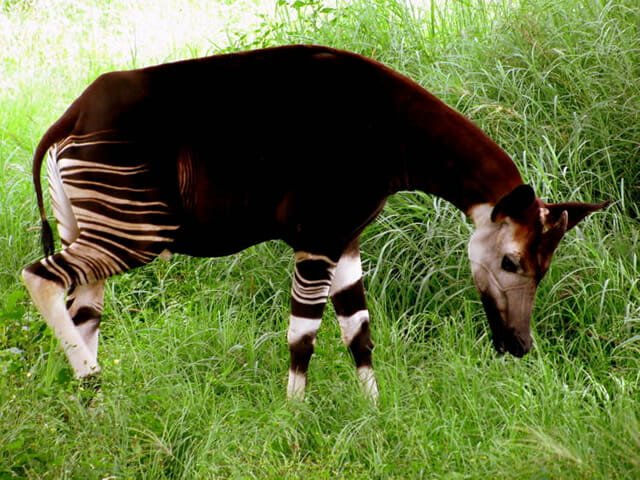 fosseis-vida-real_3-ocapi-girafa-floresta