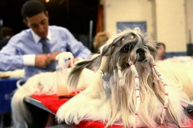 22 Cães com "cortes de cabelo" super engraçados