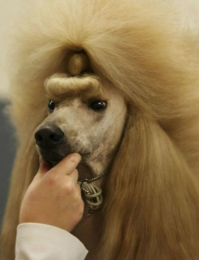 22 Cães com "cortes de cabelo" super engraçados