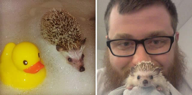 Após perder um dente, o ouriço Norman se tornou uma celebridade da Internet