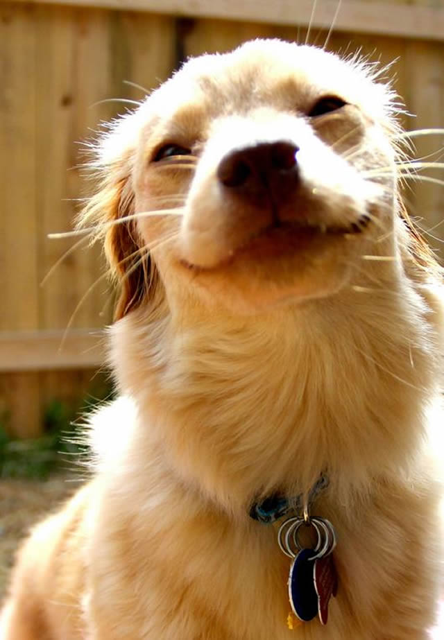 21 Animais que adoram sorrir para a câmera