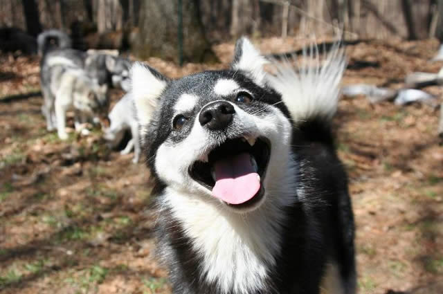21 Animais que adoram sorrir para a câmera