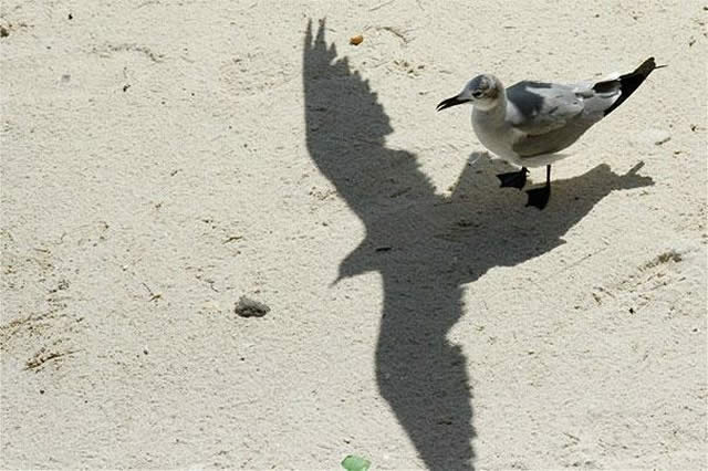 21 Fotos de sombras que parecem uma coisa e são outra coisa
