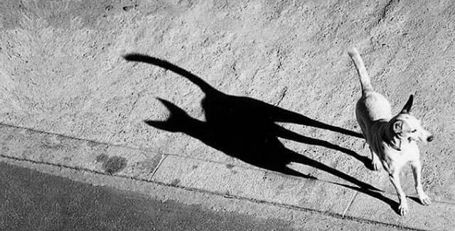 21 Fotos de sombras que parecem uma coisa e são outra coisa
