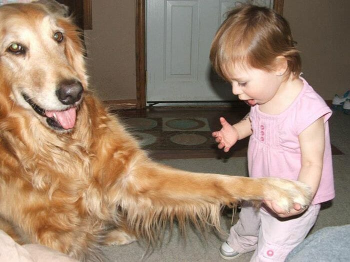 29 Imagens que provam que os cães são os melhores amigos das crianças