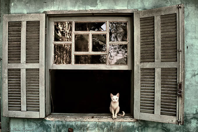 36 Gatos melancólicos esperando por seus donos na janela
