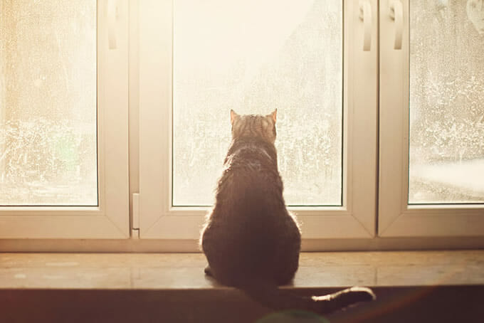 36 Gatos melancólicos esperando por seus donos na janela