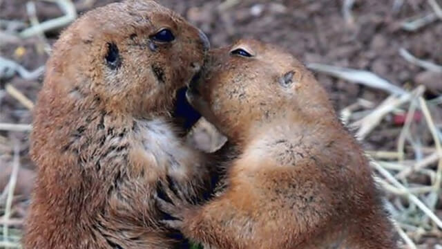 25 Imagens fofas de animais que não têm vergonha de demonstrar o seu amor