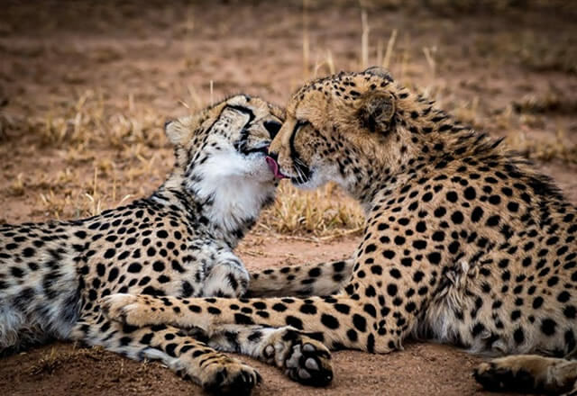 25 Imagens fofas de animais que não têm vergonha de demonstrar o seu amor