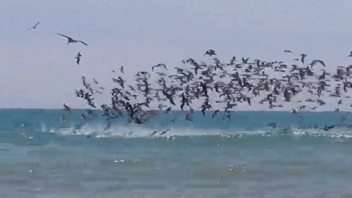 ataque-pelicanos