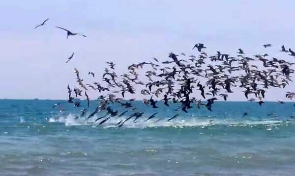 ATACAAAAAR! Assista ao incrível ataque massivo de milhares de pelicanos nas praias da Europa