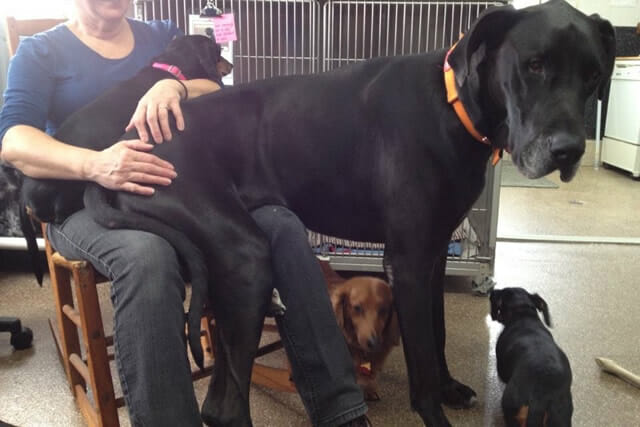 17 Cães incrivelmente grandes que pensam que são pequenininhos - Parte II