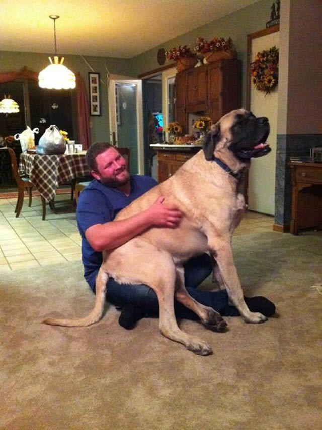 17 Cães incrivelmente grandes que pensam que são pequenininhos - Parte II
