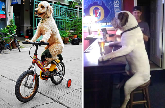 25 Imagens engraçadas de cães que pensam que são gente
