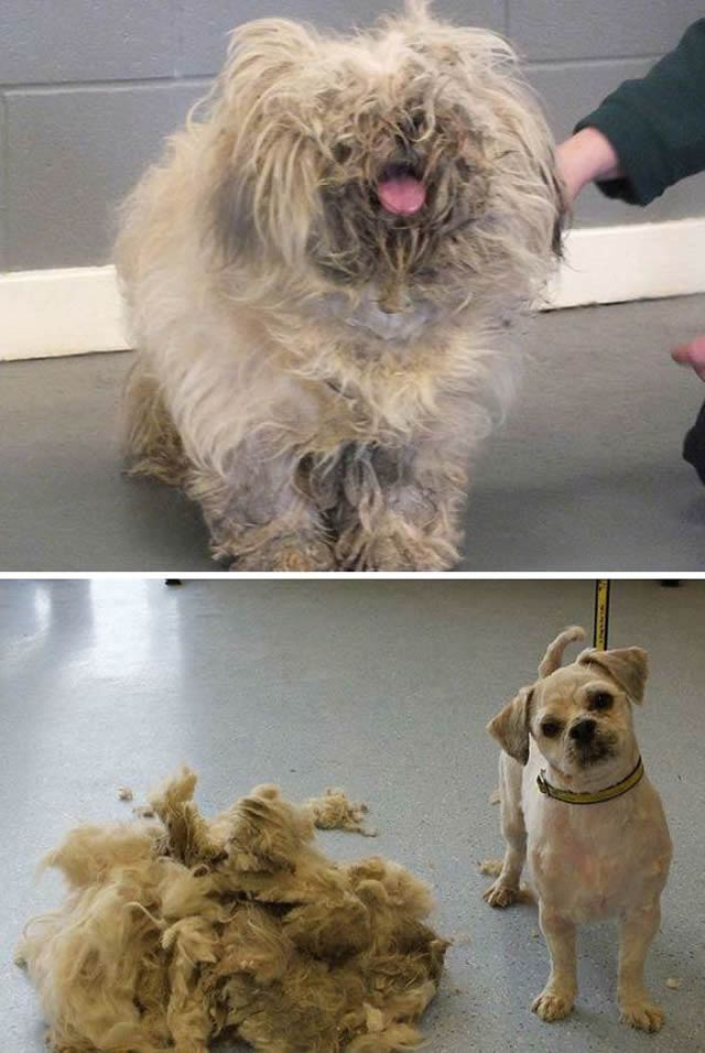 18 Fotos engraçadas de cães que ficaram super diferentes com seus pelos tosados