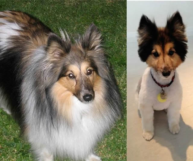 18 Fotos engraçadas de cães que ficaram super diferentes com seus pelos tosados