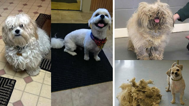 18 Fotos engraçadas de cães que ficaram super diferentes com seus pelos tosados