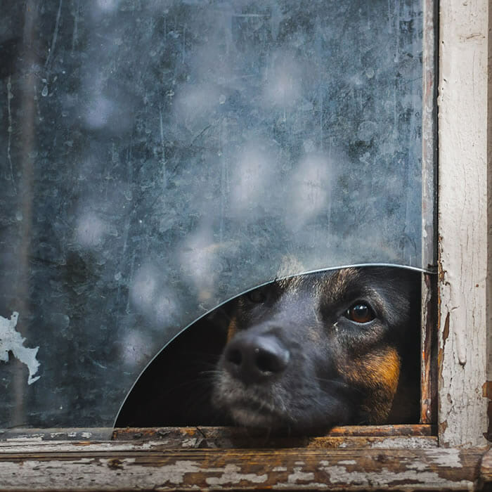 15 Fotos perfeitas de animais olhando pela janela