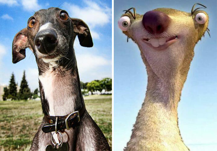 15 Imagens engraçadas de cães que são parecidos com alguma coisa