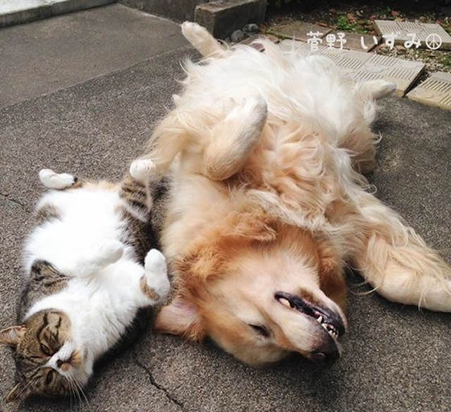 Cão e gato são grandes amigos e fazem tudo juntos (15 fotos)