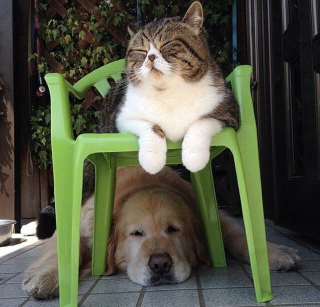 Cão e gato são grandes amigos e fazem tudo juntos (15 fotos)