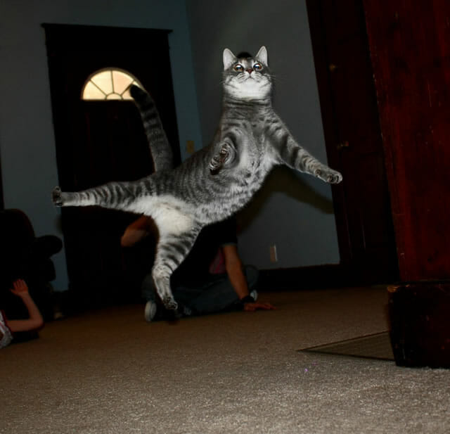 Pulo do gato: 17 Imagens superlegais de gatos no ar