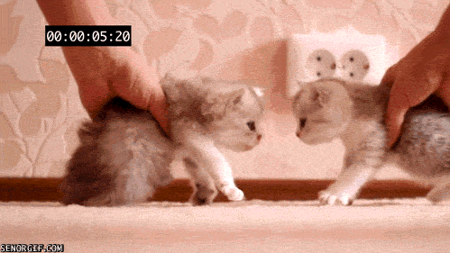 18 GIFs que vão te deixar ainda mais apaixonado por gatos