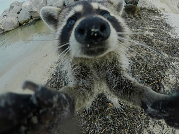Selfies animais! 12 Fotos engraçadas de animais que parecem ter sido tiradas por eles mesmos