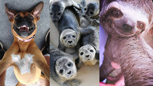 Selfies animais! 12 Fotos engraçadas de animais que parecem ter sido tiradas por eles mesmos