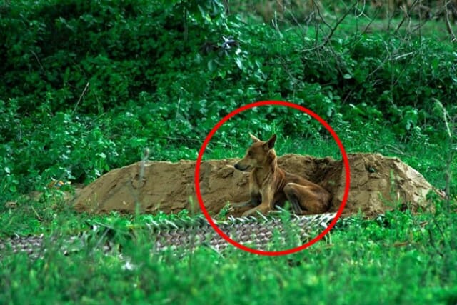 Cachorro leal passa 15 dias sem comida ao lado da sepultura do dono na Índia