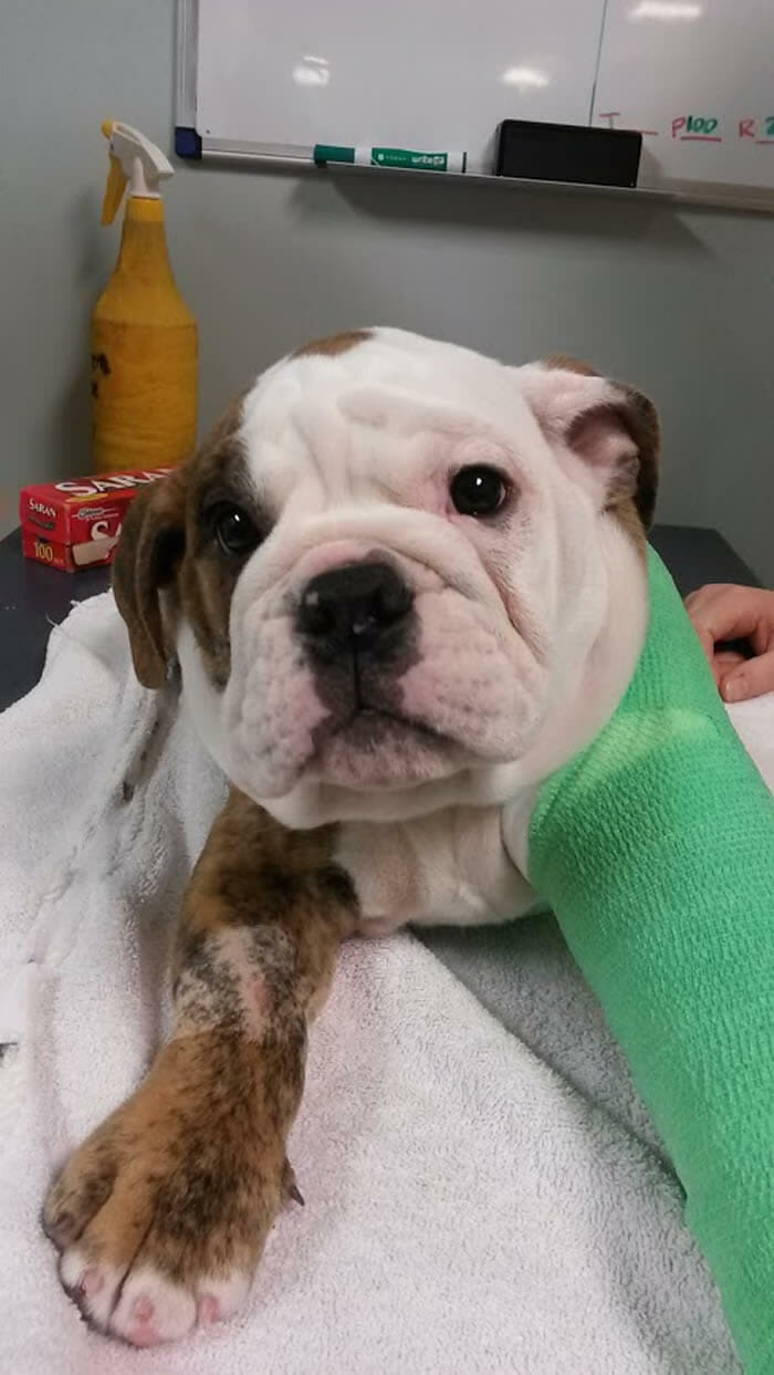 16 Animais que definitivamente odeiam ir ao veterinário - Parte II