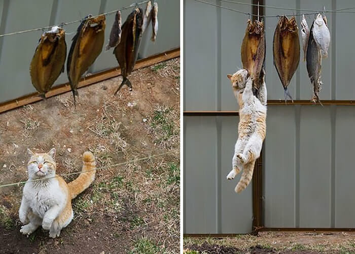 18 Flagrantes engraçados de gatos pegos roubando