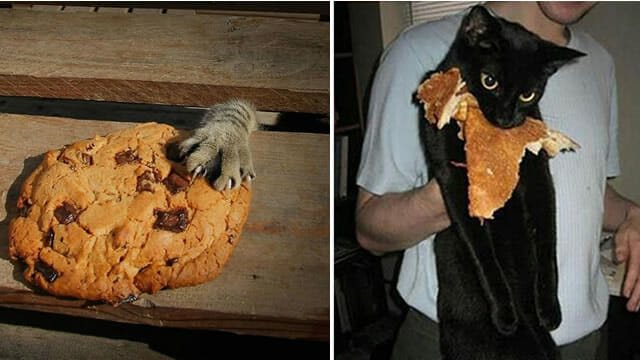 18 Flagrantes engraçados de gatos pegos roubando