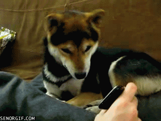 14 Animais que estão muito confusos com a tecnologia
