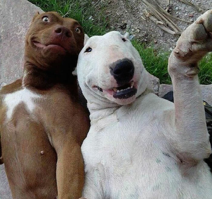17 Animais que sabem fazer selfie melhor do que você