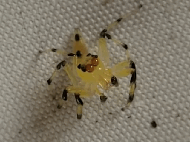 Aranha saltitante transparente
