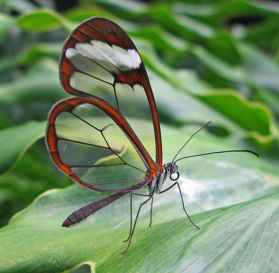 borboleta com a asa de vidro