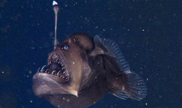 Peixe assustador é filmado pela primeira vez nas profundezas do oceano (vídeo)